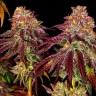 Семена  Mimosa feminised Ganja Seeds