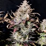 Семена  Mimosa feminised Ganja Seeds