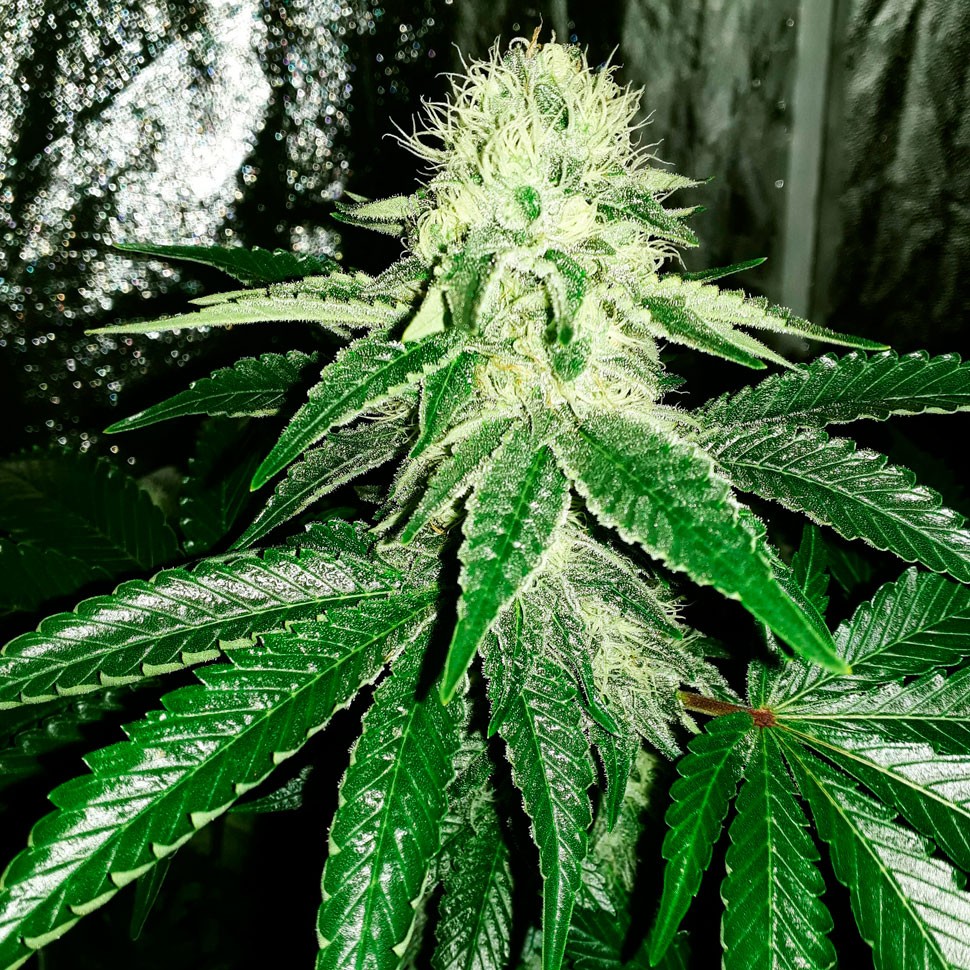 Семена конопли  Auto AK feminised Ganja Seeds