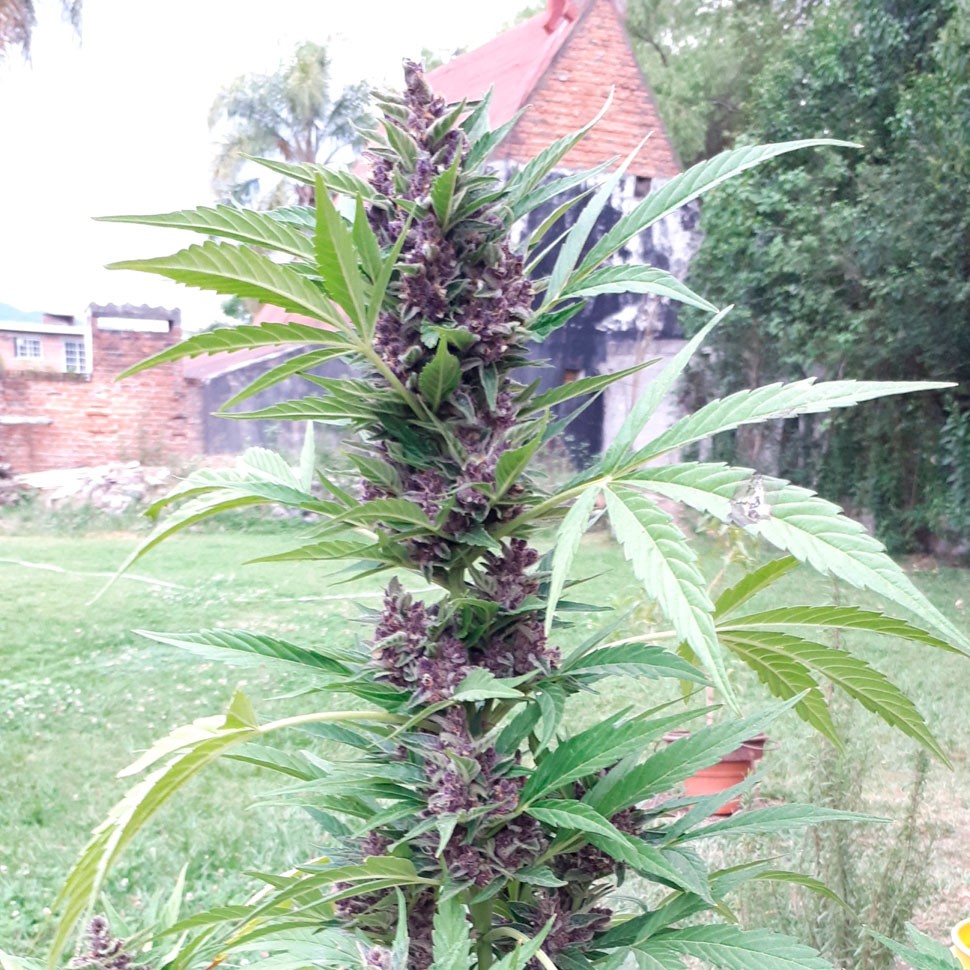 Семена конопли  Auto Psylocke feminised GanjaVIP Seeds