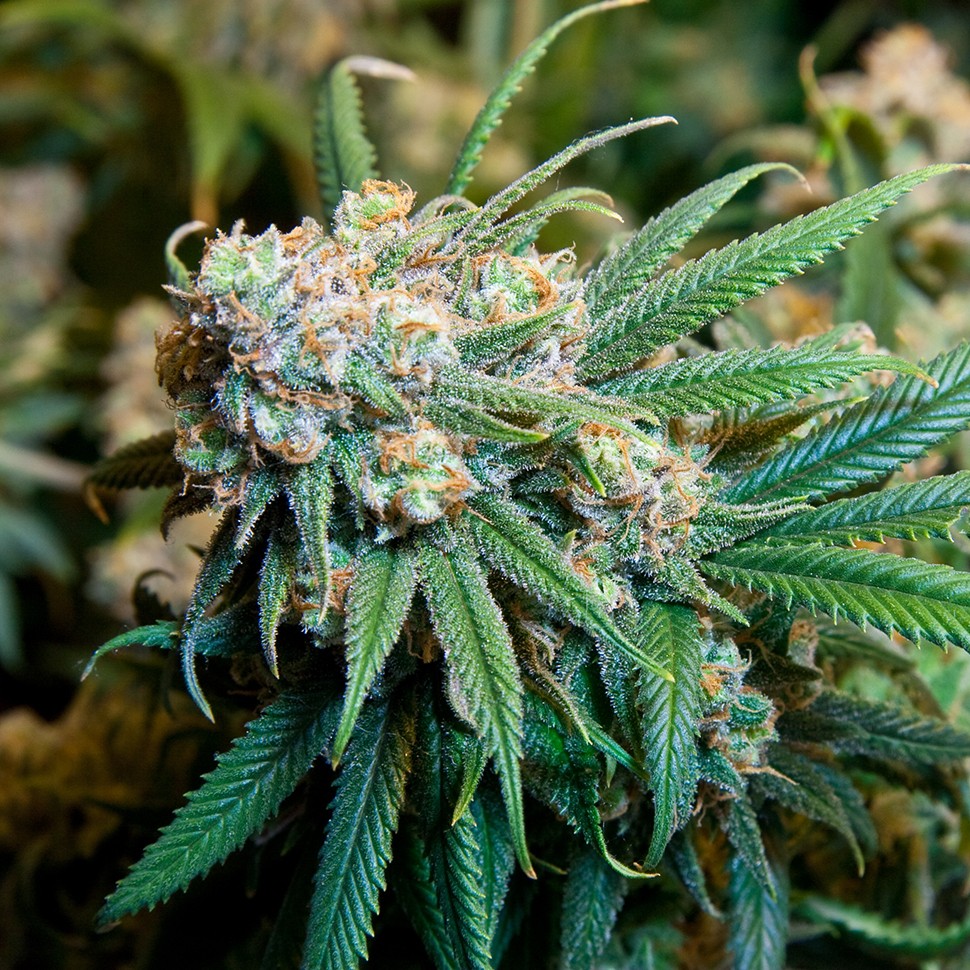 Семена конопли  Burana feminised Bang Seeds