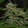Семена конопли  Burana feminised Bang Seeds