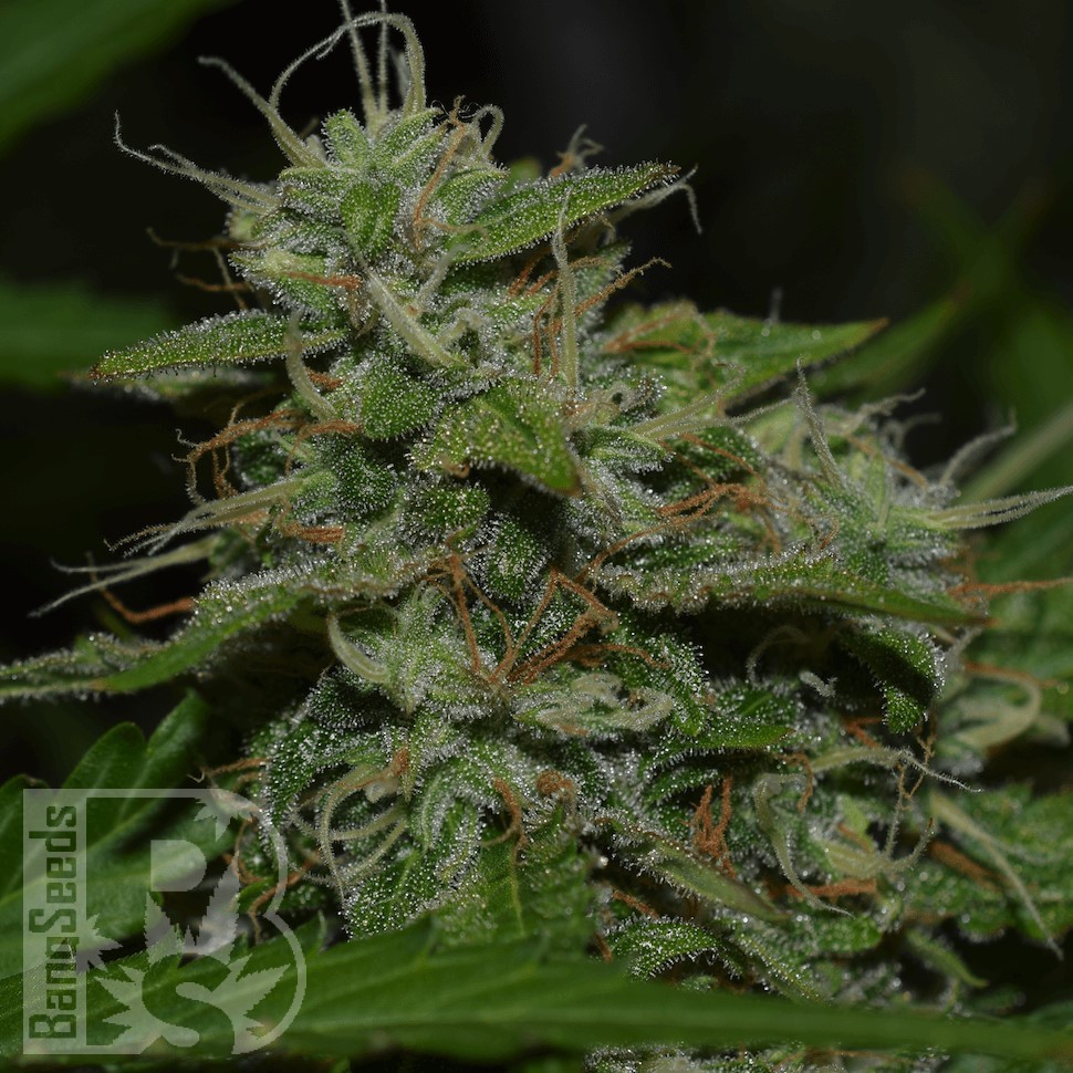 Семена конопли  Burana feminised Bang Seeds