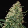 Семена конопли Auto Sin Tra Bajo feminised Ganja Seeds
