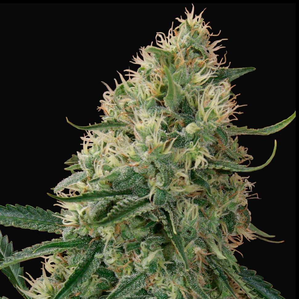 Семена конопли  Auto Sin Tra Bajo feminised Ganja Seeds