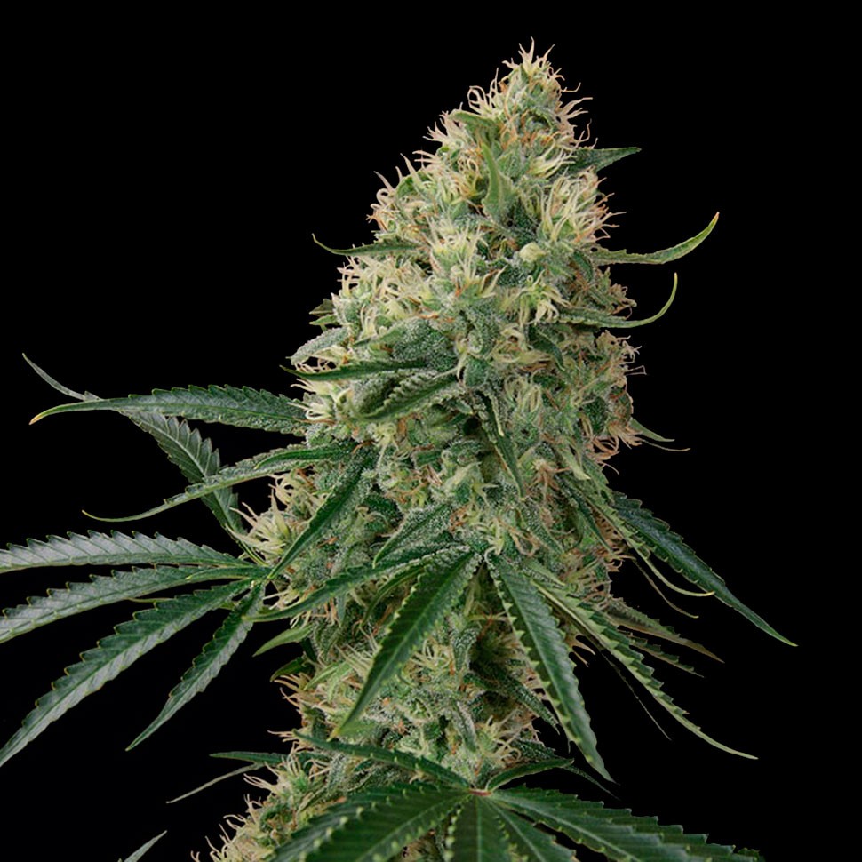 Семена марихуаны Auto Sin Tra Bajo feminised Ganja Seeds