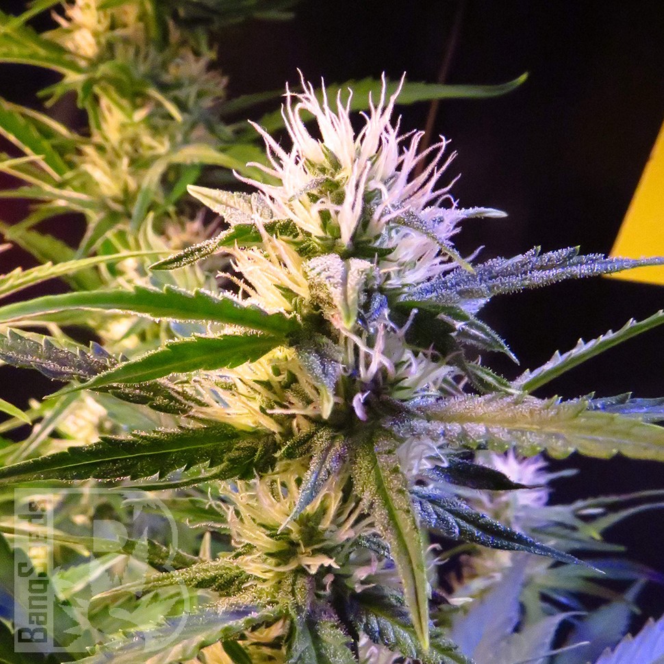Семена марихуаны Auto Diesel Ryder feminised Ganja Seeds