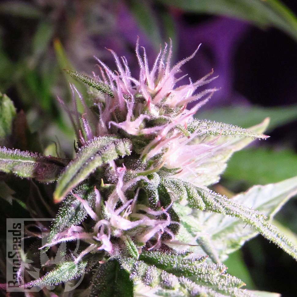 купить мощные семена конопли Auto Diesel Ryder feminised купить мощные семена конопли Auto Diesel Ryder feminised