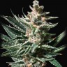 Tropicana Cookies feminised Ganja Seeds