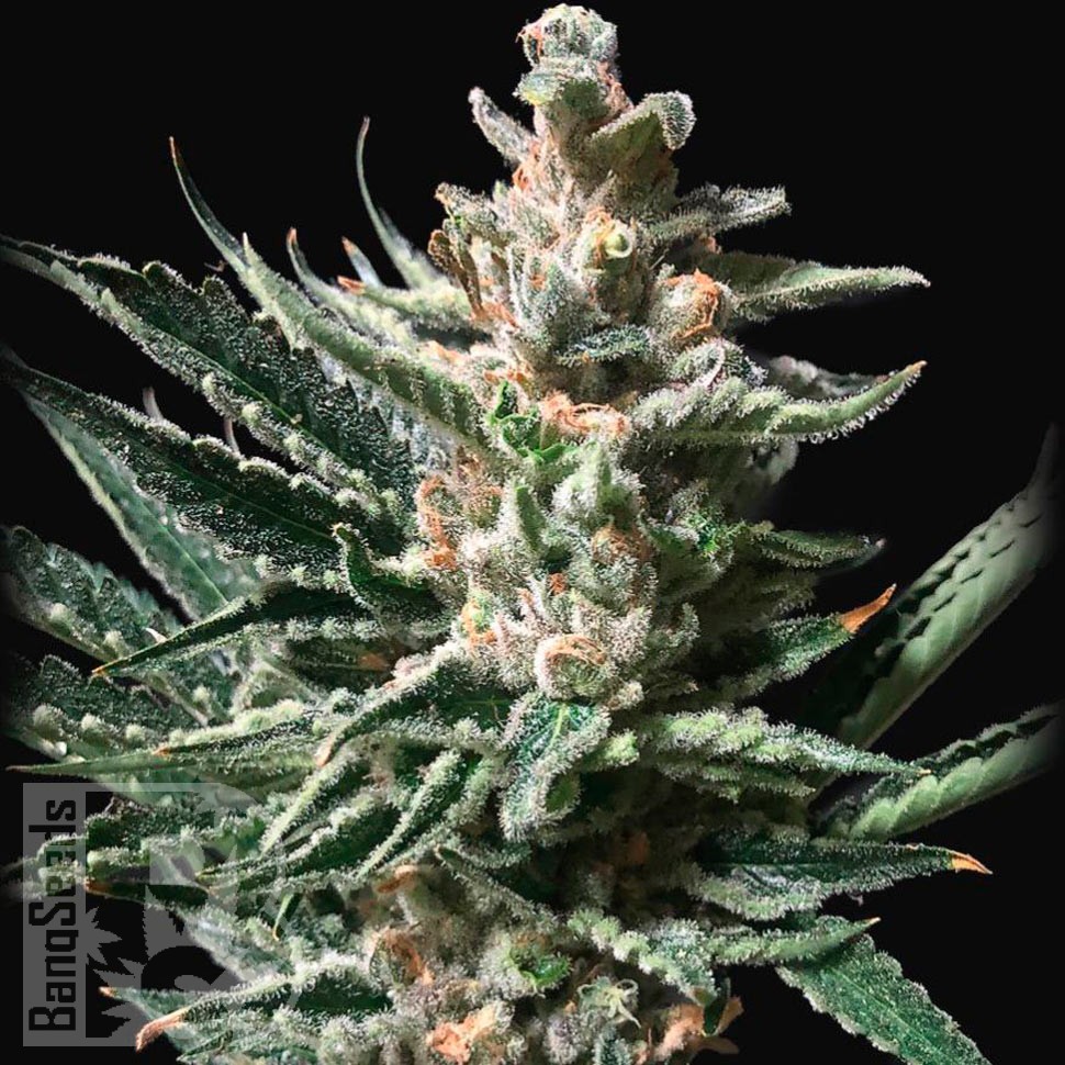 Семена марихуаны  Tropicana Cookies feminised Ganja Seeds