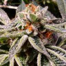 Семена марихуаны  Tropicana Cookies feminised Ganja Seeds