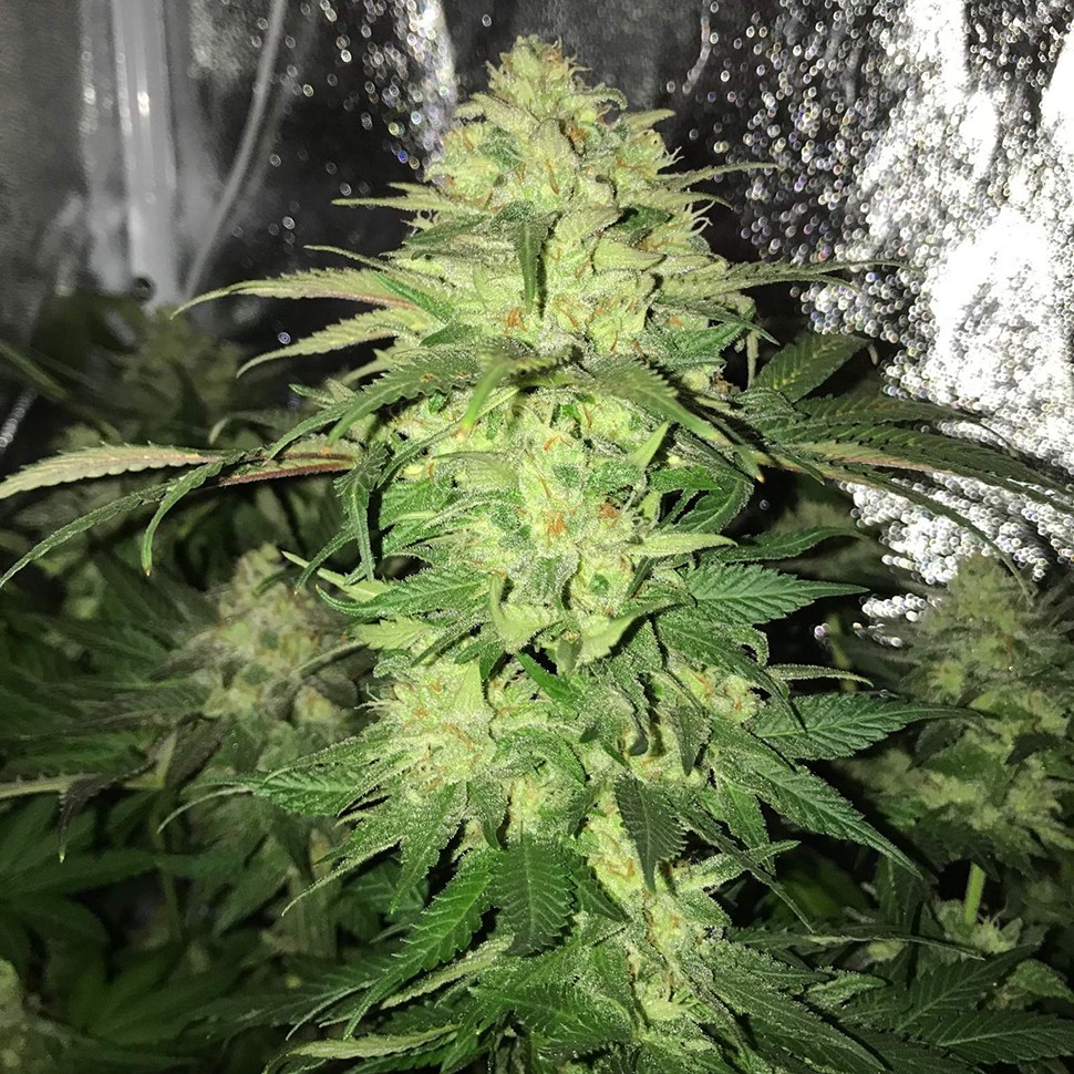 Семена ганжа  Master Kush regular Ganja Seeds