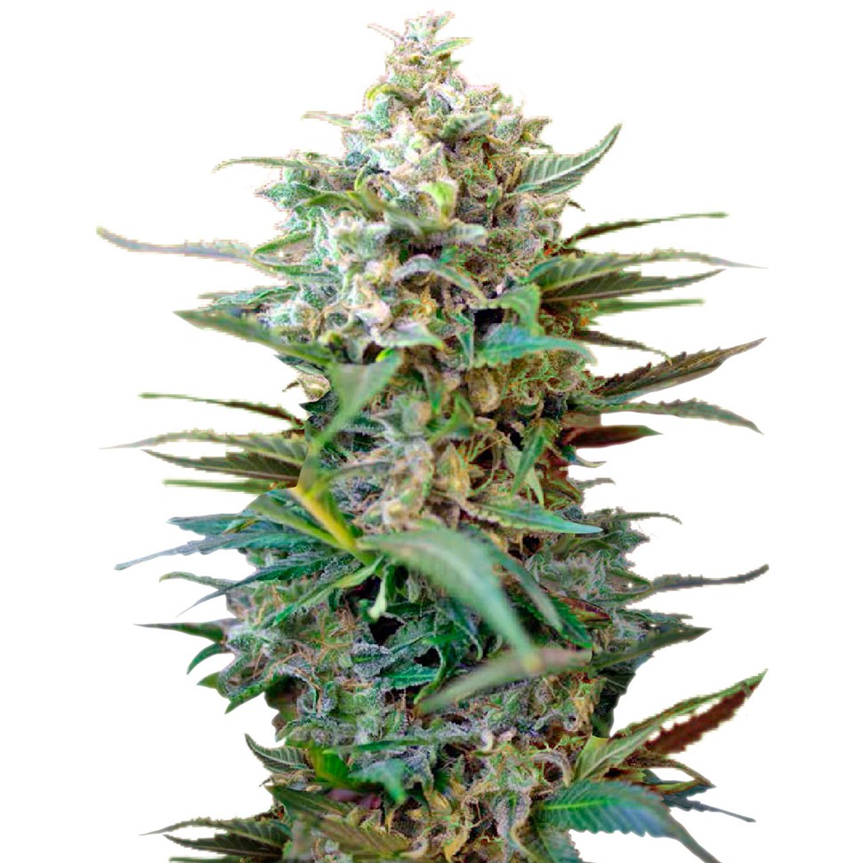 Семена ганжа  Auto Big Devil XL feminised Ganja Seeds