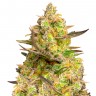 Семена марихуаны Auto Big Devil XL feminised Ganja Seeds