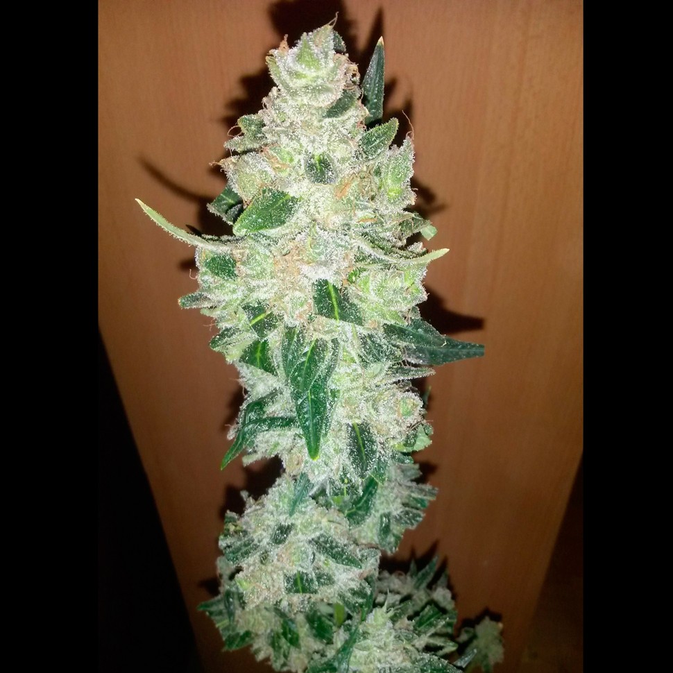 Семена каннабиса Auto Big Devil XL feminised Ganja Seeds