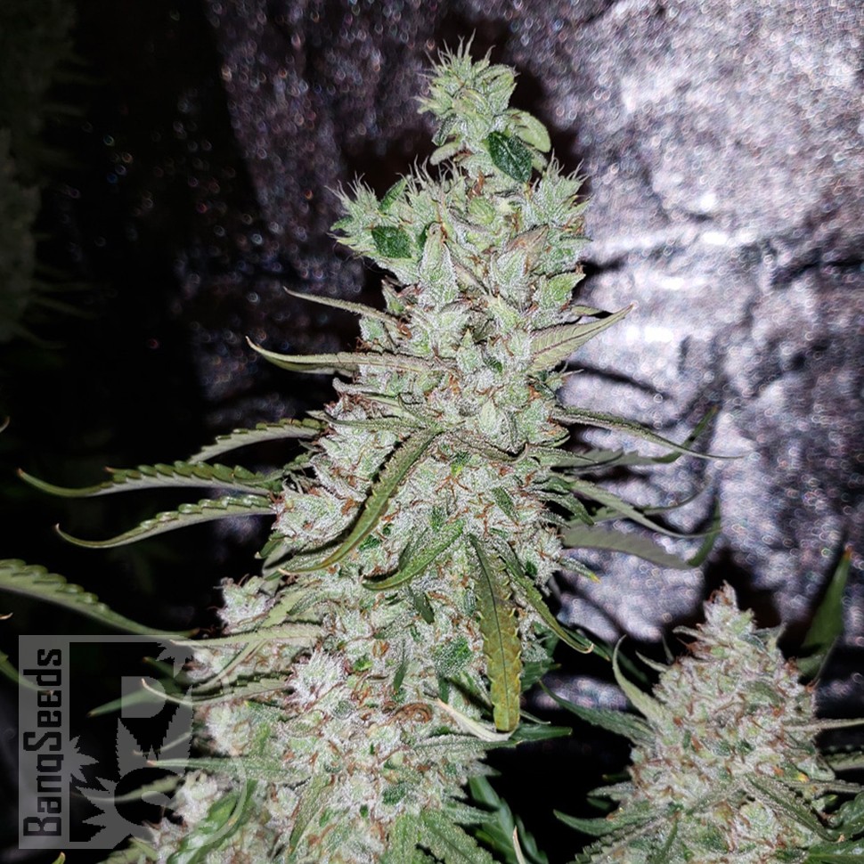 Семена конопли Auto Dr. Grinspoon feminised Ganja Seeds