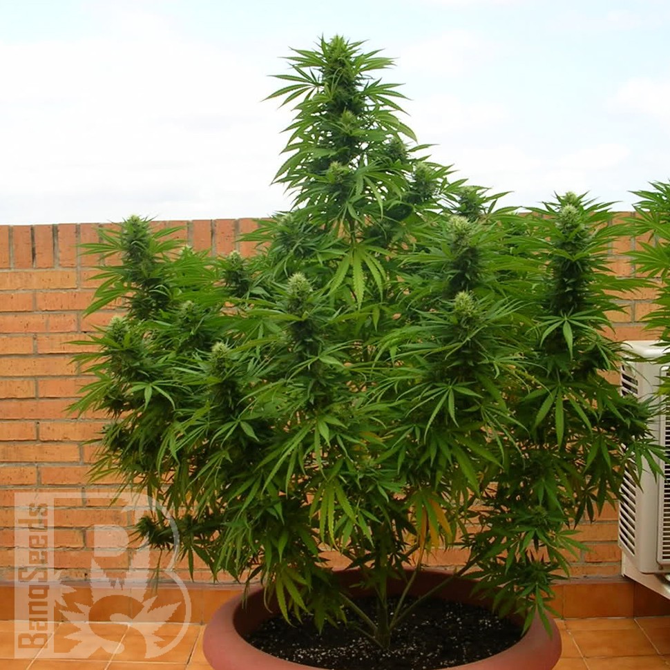 заказать семена конопли почтой Auto Dr. Grinspoon feminised заказать семена конопли почтой Auto Dr. Grinspoon feminised