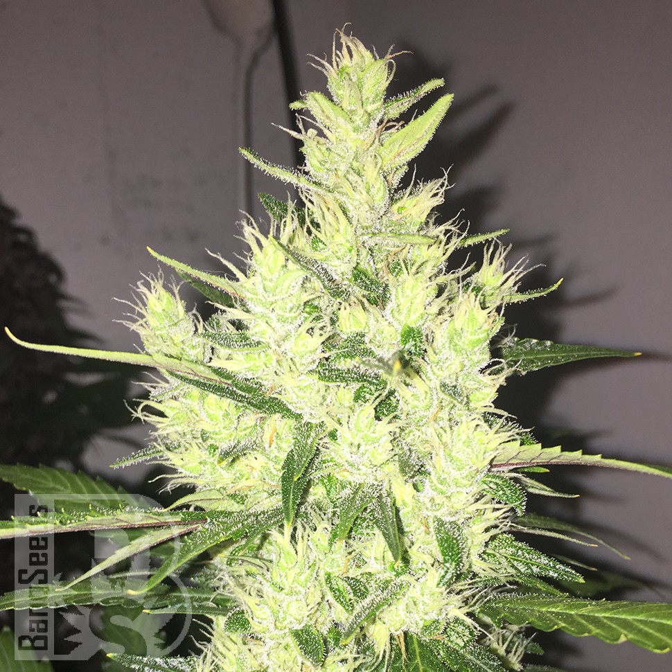 заказать на сайте семена конопли Auto Dr. Grinspoon feminised заказать на сайте семена конопли Auto Dr. Grinspoon feminised