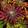 Семена  Mintz feminised Ganja Seeds