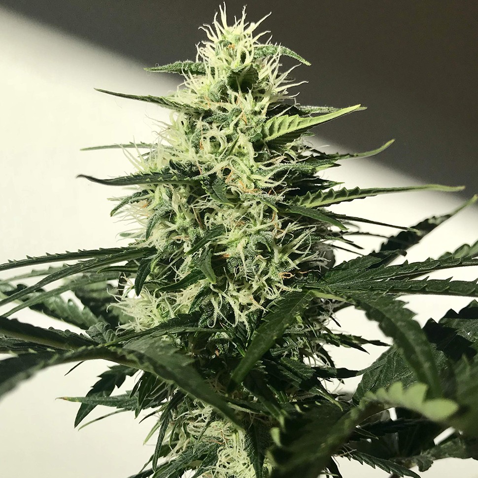 купить семена конопли недорого  Afghani №1 feminised