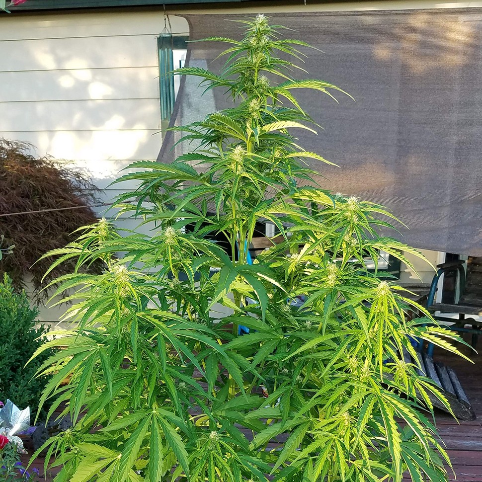 где заказать семена конопли  Afghani №1 feminised