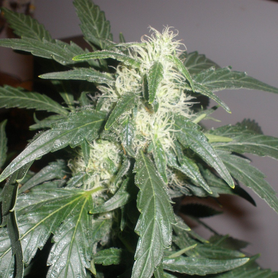 Семена каннабиса  Auto White Russian feminised Neuro Seeds