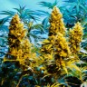 Семена конопли недорого Auto Northern Hog feminised Ganja Seeds