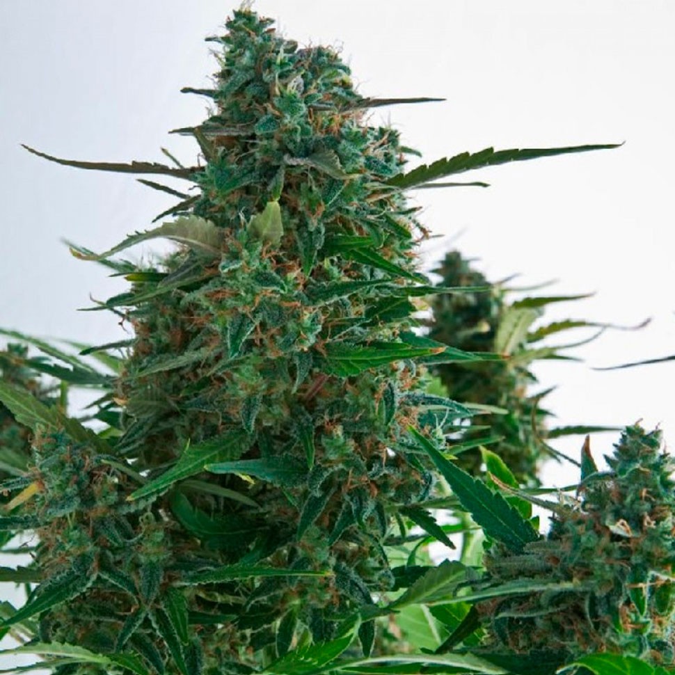 Семена ганжа  Auto Gagarin 2 feminised Ganja Seeds