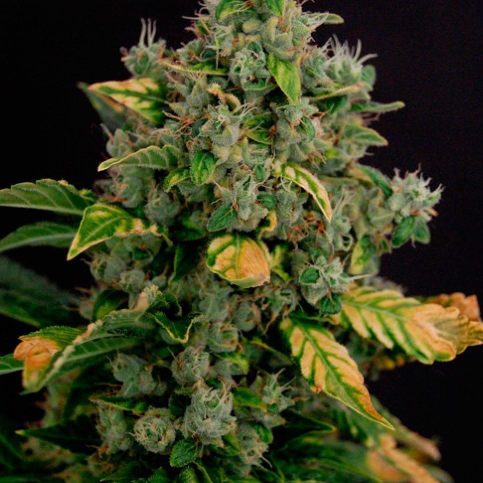 Семена конопли Auto Gagarin 2 feminised Ganja Seeds