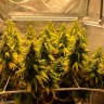 Недорогие семена конопли Auto Gagarin 2 feminised Ganja Seeds
