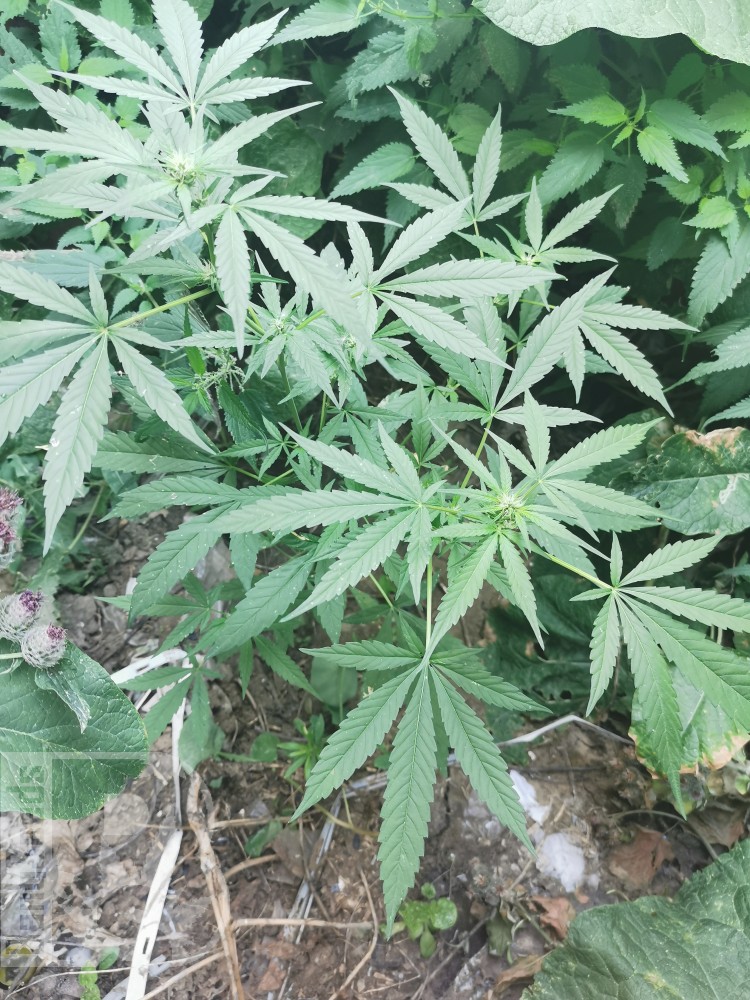 15.05.22-01.08.22
Через 15 дней сделал дигустацию - торкнуло на 3 часа