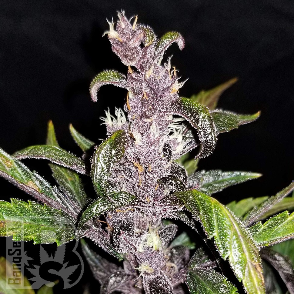 Семена ганжа  Auto Fastberry feminised Ganja Seeds