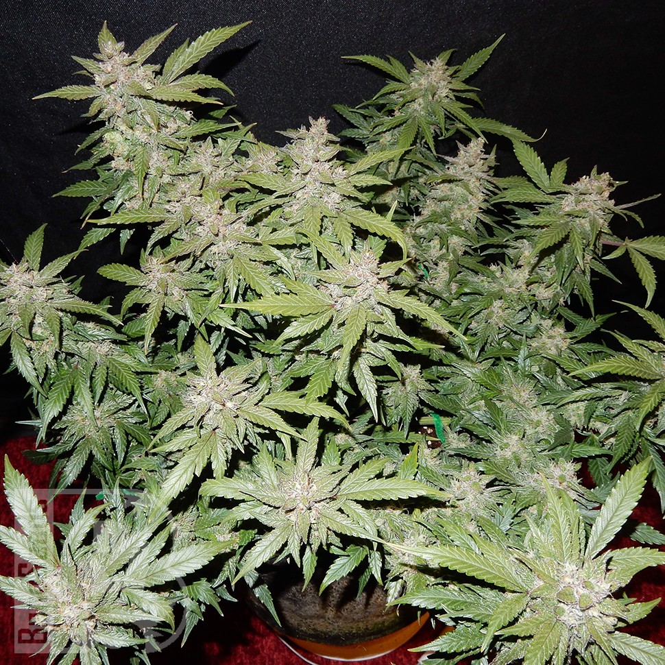купить семена конопли дешево Auto Fastberry feminised