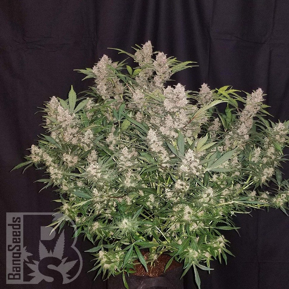 купить семена конопли в фирменной упаковке Auto Fastberry feminised