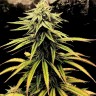 Семена конопли  Swiss Chocolate CBD feminised Ganja Seeds