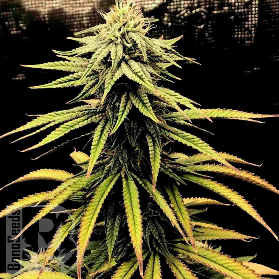 Семена конопли  Swiss Chocolate CBD feminised Ganja Seeds