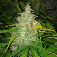 Auto White Dwarf feminised Ganja Seeds