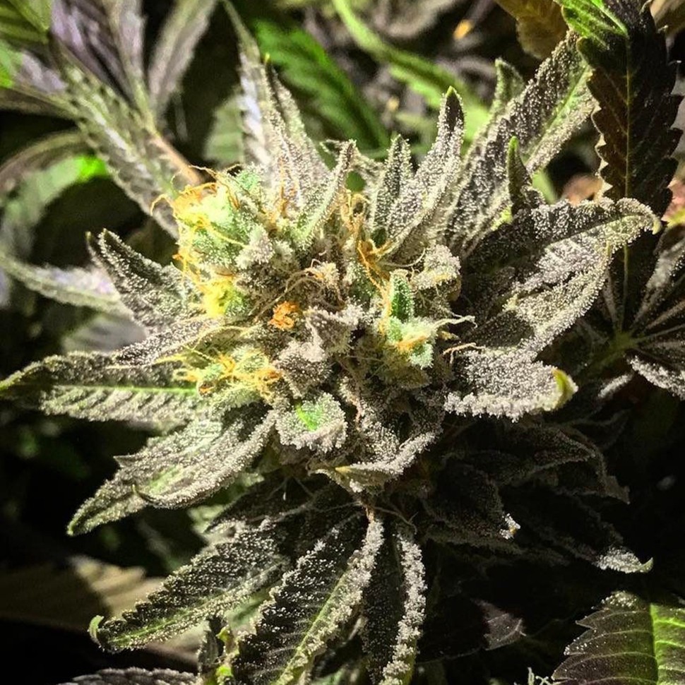 Семена марихуаны  Bubbleberry feminised Ganja Seeds