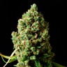 Семена марихуаны  Bubbleberry feminised Ganja Seeds