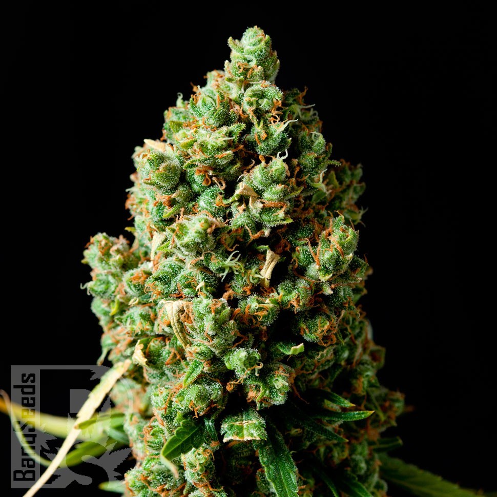 Семена марихуаны  Bubbleberry feminised Ganja Seeds
