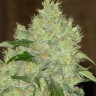 Семена марихуаны  Bubbleberry feminised Ganja Seeds