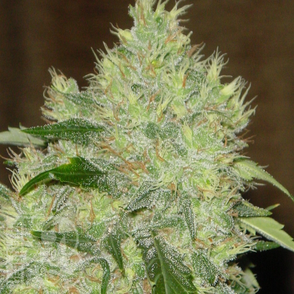 Семена марихуаны  Bubbleberry feminised Ganja Seeds