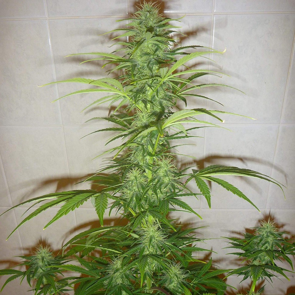 Семена конопли  Auto White Widow feminised Neuro Seeds
