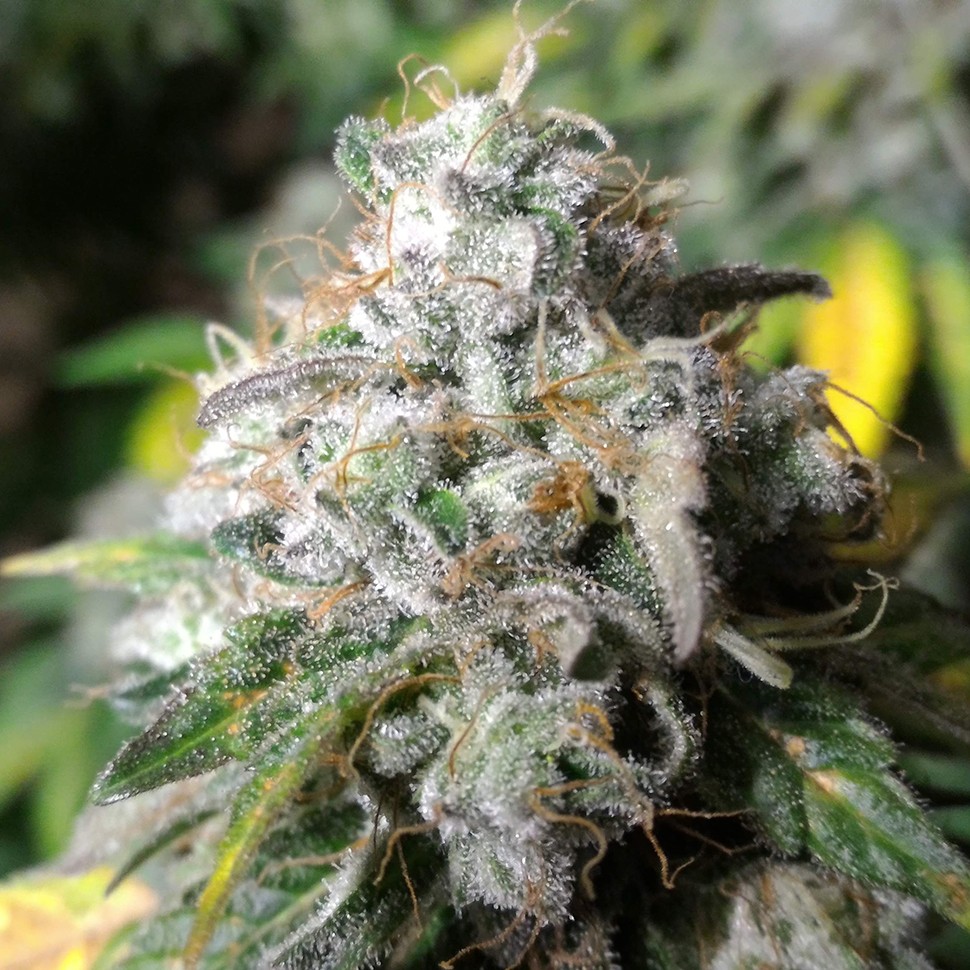 Семена конопли  Erlik feminised Bang Seeds