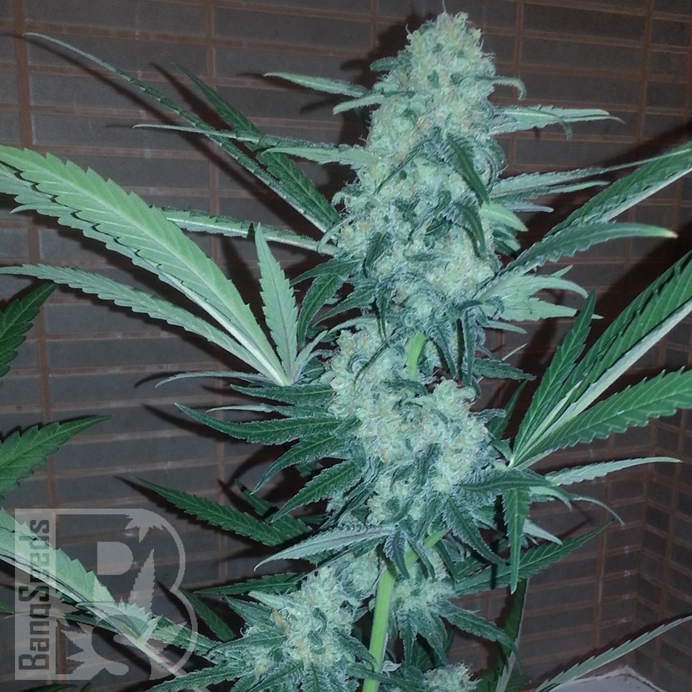Семена марихуаны  Auto Exodus Cheese CBD feminised Ganja Seeds