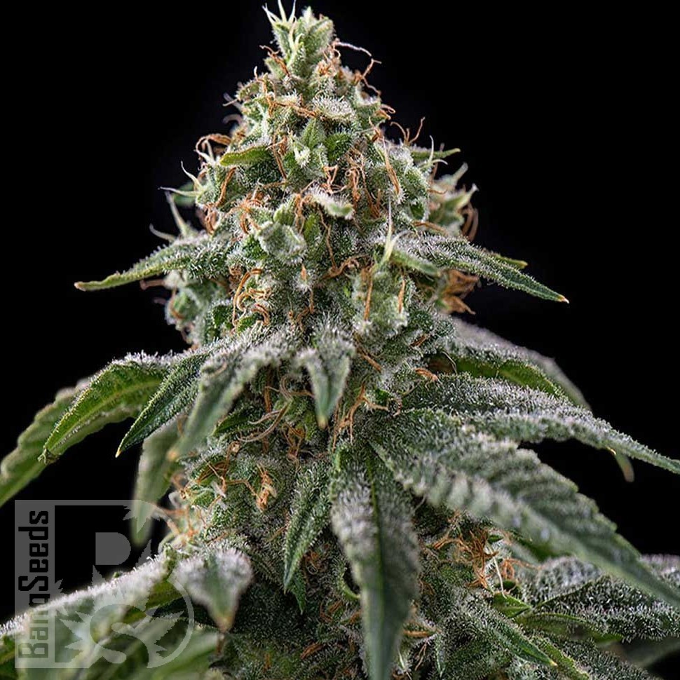 Green-O-Matic feminised Ganja Seeds