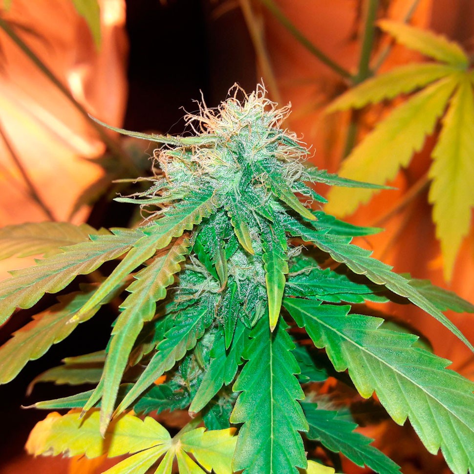 купить семена конопли в Украине Bubblelicious feminised