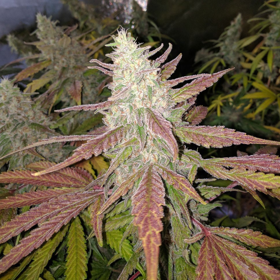 Семена конопли  Bubblelicious feminised Ganja Seeds