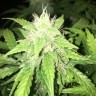купить семена конопли Auto Alter Ego feminised купить семена конопли Auto Alter Ego feminised
