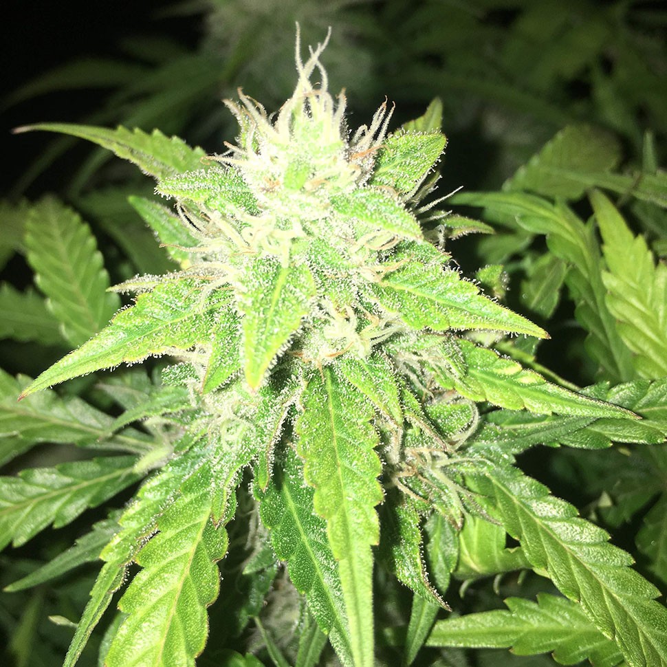 купить семена конопли Auto Alter Ego feminised купить семена конопли Auto Alter Ego feminised